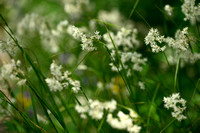 Sneeuwwitte veldbies; Snow white Wood rush; Luzula nivea