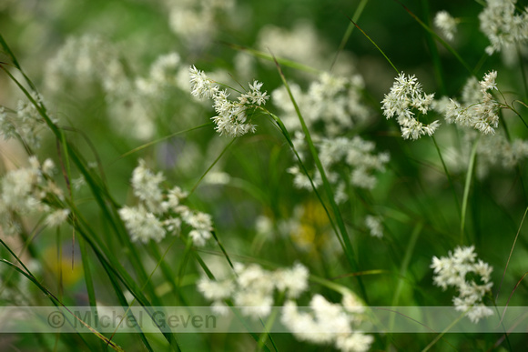 Sneeuwwitte veldbies; Snow white Wood rush; Luzula nivea