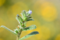 Echium calycinum