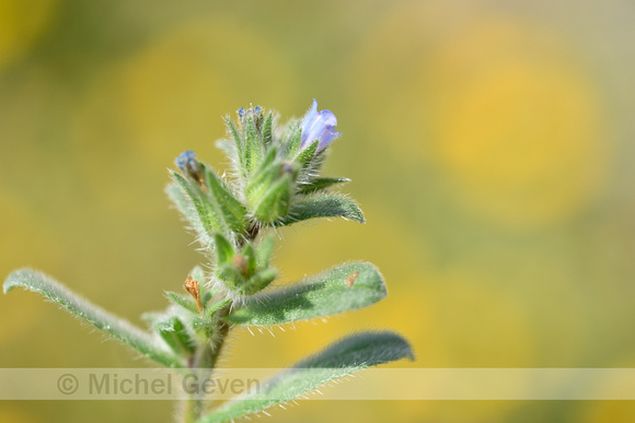 Echium calycinum