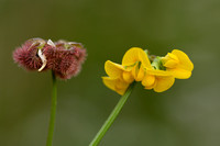 Caterpillar plant; Scorpiurus subvillosus