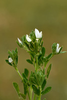 Ononis biflora