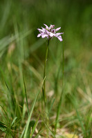 Drietandorchis - Three-toothed orchid - Neotinea tridentata