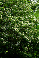 Elsbes; Wild Service-tree; Sorbus torminalis