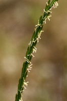 Engels raaigras; Perennial Rye-grass