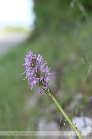 Italian Orchid; Orchis italica; Naked man orchid