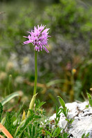 Italian Orchid; Orchis italica; Naked man orchid