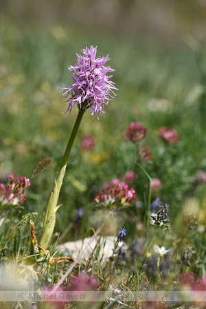 Italian Orchid; Orchis italica; Naked man orchid