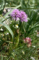 Italian Orchid; Orchis italica; Naked man orchid