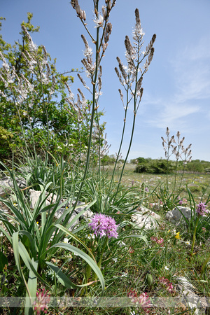 Italian Orchid; Orchis italica; Naked man orchid