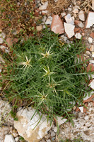 Kalketrip; Red star-thistle; Centaurea calcitrapa
