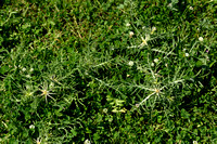 Kalketrip; Red star-thistle; Centaurea calcitrapa