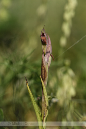 Kleinbloemige tongorchis; Small-flowered Serapias; Serapias parv