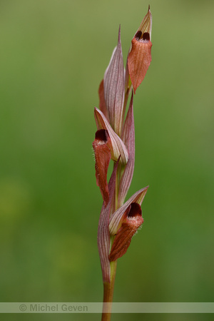 Long-lipped Tongue Orchid; Serapias vomeracea