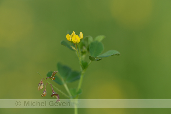 Medicago orbicularis