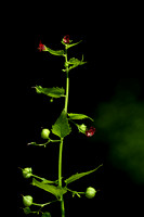 Netelhelmkruid; Nettle-leaved Figwort; Scrophularia peregrina