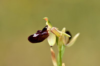 Ophrys bertoloniiformis