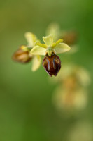 Ophrys brutia