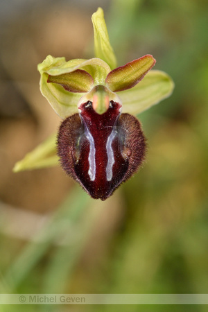 Ophrys brutia