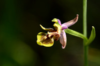 Ophrys cornuta x Ophrys lutea
