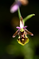 Ophrys cornuta x Ophrys lutea