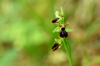 Ophrys garganica