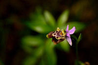 Ophrys gracilis