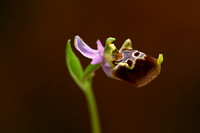 Ophrys gracilis
