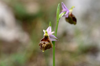 Ophrys gracillis
