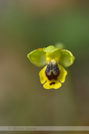 Ophrys sicula