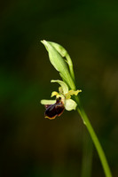 Ophrys sphegodes subsp classica