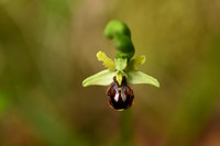 Ophrys sphegodes subsp classica