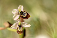 Ophrys tenhtredinifera neglecta x Ophrys incubacea