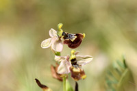 Ophrys tenhtredinifera neglecta x Ophrys incubacea