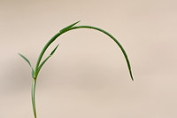 Kromstaart - Curved hard-grass - Parapholis incurva