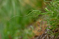 Parapholis incurva subsp. Incurva