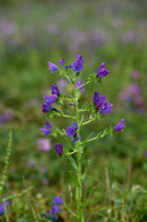 Purple Viper Bugloss; Echium plantagineum