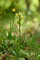 Roman orchid; Dactylorhiza romana