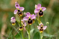 Sawfly orchid; Ophrys tenthredinifera