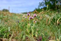 Sawfly orchid; Ophrys tenthredinifera