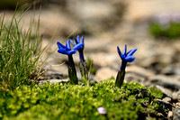 Gentiana schleicheri