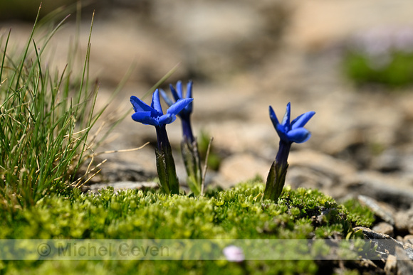 Gentiana schleicheri