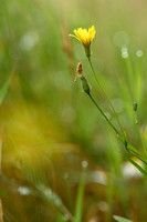 Smal Streepzaad; Narrow-leaved Hawk's-beard; Crepis tectorum