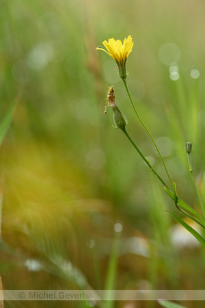 Smal Streepzaad; Narrow-leaved Hawk's-beard; Crepis tectorum