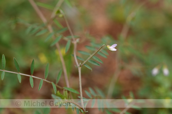 Vierzadige wikke; Vicia tetrasperma; subsp. Tetrasperma