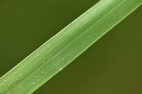 Veldkweek - Elymus campestris