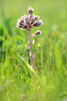 Groot hoefblad; Butterbur; Petasites hybridus