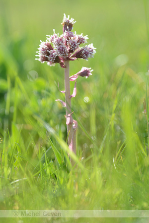 Groot hoefblad; Butterbur; Petasites hybridus