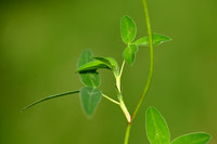 Bochtige klaver; Zigzag Clover; Trifolium medium