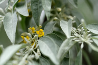 Smalle Olijfwilg; Russian olive; Elaegnus angustifolia
